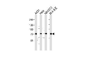 Western blot analysis of lysates from A431,Hela,mouse NIH/3T3, rat H-4-II-E cell line (from left to right),using HS Antibody (N-term) (ABIN650754 and ABIN2839488). (Hsc70 anticorps  (N-Term))
