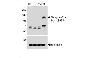 All lanes : Anti-Phospho-Rb-like-1 Antibody (upper) at 1:250 dilution + Hela whole cell lysates, Beta-actin (lower) Lane 1: G0-phase(serum-deprived 24h) Lane 2: S-phase,hydroxycarbamide,5 mM, 24h Lane 3: G2/M-phase,etoposide,5 mM, 24h Lane 4: M-phase, nocodazole, 150 ng/mL 20h Lysates/proteins at 20 μg per lane.