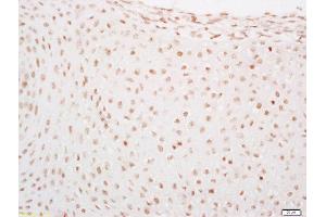 Formalin-fixed and paraffin embedded mouse embryo labeled with Rabbit Anti-LATS2 Polyclonal Antibody, Unconjugated  at 1:200 followed by conjugation to the secondary antibody and DAB staining (LATS1,2 (AA 641-740) anticorps)