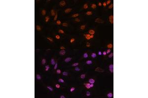 Immunofluorescence analysis of C6 cells using Histone H2AFV antibody (ABIN7267555) at dilution of 1:100.