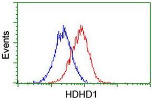 Flow cytometric Analysis of Hela cells, using anti-HDHD1 antibody (ABIN2454326), (Red), compared to a nonspecific negative control antibody, (Blue). (HDHD1 anticorps)
