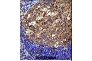 PTK9L Antibody (N-term) (ABIN655611 and ABIN2845093) immunohistochemistry analysis in formalin fixed and paraffin embedded human tonsil tissue followed by peroxidase conjugation of the secondary antibody and DAB staining.
