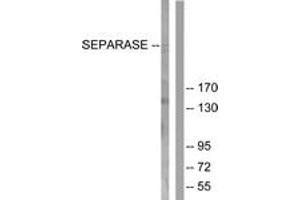 Western blot analysis of extracts from 293 cells, treated with EGF 200ng/ml 30', using SEPARASE (Ab-801) Antibody. (Separase anticorps  (AA 767-816))