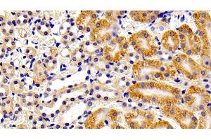 Detection of PTPN13 in Mouse Kidney Tissue using Polyclonal Antibody to Protein Tyrosine Phosphatase, Non Receptor Type 13 (PTPN13)