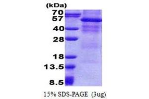 Osteoactivin (GPNMB) (AA 22-474) protein (His tag)
