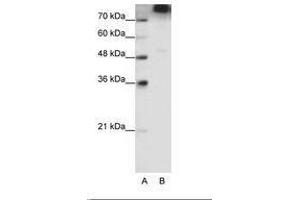 Image no. 1 for anti-Eukaryotic Translation Initiation Factor 3, Subunit B (EIF3B) (C-Term) antibody (ABIN6736206) (EIF3B anticorps  (C-Term))