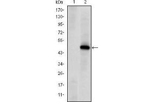 Western blot analysis using PRKDC mAb against HEK293 (1) and PRKDC(AA: 2638-2971)-hIgGFc transfected HEK293 (2) cell lysate. (PRKDC anticorps)