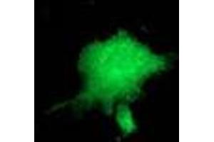 Anti-ZFP36 mouse monoclonal antibody (ABIN2454211) immunofluorescent staining of COS7 cells transiently transfected by pCMV6-ENTRY ZFP36 (RC202049).