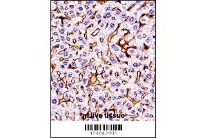 Mouse Mst1r Antibody immunohistochemistry analysis in formalin fixed and paraffin embedded mouse live tissue followed by peroxidase conjugation of the secondary antibody and DAB staining. (MST1R anticorps  (C-Term))