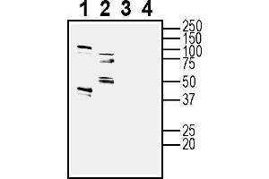 anti-G Protein-Coupled Receptor 173 (GPR173) (AA 274-286), (Intracellular) antibody