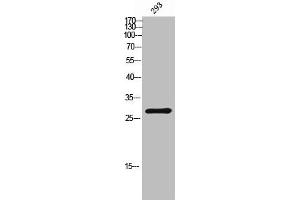 Western Blot analysis of 293 cells using Grap Polyclonal Antibody (GRAP anticorps  (N-Term))