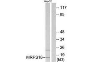 Western Blotting (WB) image for anti-Mitochondrial Ribosomal Protein S16 (MRPS16) (AA 81-130) antibody (ABIN2890039) (MRPS16 anticorps  (AA 81-130))