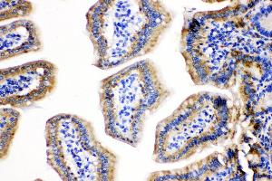 Anti-Cpn10 antibody, IHC(P) IHC(P): Mouse Intestine Tissue