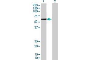 Western Blot analysis of PPP2R5A expression in transfected 293T cell line by PPP2R5A MaxPab polyclonal antibody.