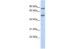 Western Blotting (WB) image for anti-Pogo Transposable Element with KRAB Domain (POGK) antibody (ABIN2458377) (POGK anticorps)