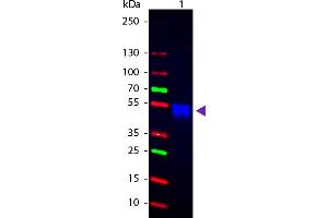 WB - Rabbit IgG (H&L) Antibody CY2 Conjugated Pre-Adsorbed Western blot of CY2 Conjugated Goat Anti-Rabbit IgG Pre-Adsorbed secondary antibody. (Chèvre anti-Lapin IgG Anticorps (Cy2) - Preadsorbed)
