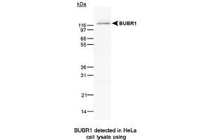 Image no. 1 for anti-Budding Uninhibited By Benzimidazoles 1 Homolog beta (Yeast) (BUB1B) antibody (ABIN363218) (BUB1B anticorps)