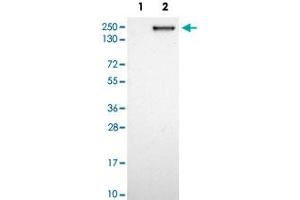 Western blot analysis of Lane 1: Negative control (vector only transfected HEK293T lysate); Lane 2: Over-expression lysate (Co-expressed with a C-terminal myc-DDK tag (~3. (CNTNAP2 anticorps)