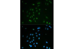 Immunofluorescence analysis of MCF-7 cells using CHEK2 antibody (ABIN5971172). (CHEK2 anticorps)