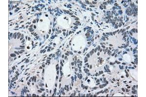 Image no. 7 for anti-Mitogen-Activated Protein Kinase 1 (MAPK1) antibody (ABIN1499291) (ERK2 anticorps)