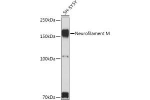 Western blot analysis of extracts of SH-SY5Y cells, using Neurofilament M Rabbit pAb (ABIN7268865) at 1:1000 dilution. (NEFM anticorps  (AA 200-300))