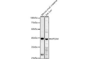 Western blot analysis of extracts of various cell lines, using  antibody (ABIN6131047, ABIN6137000, ABIN6137001 and ABIN6225090) at 1:1000 dilution. (APOA4 anticorps  (AA 227-396))
