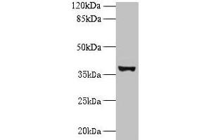 Western blot All lanes: UBLCP1 antibody at 0. (UBLCP1 anticorps  (AA 2-318))