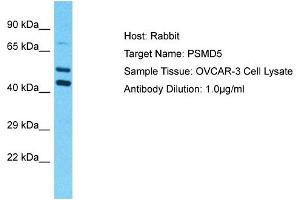 Host: Rabbit Target Name: PSMD5 Sample Type: OVCAR-3 Whole Cell lysates Antibody Dilution: 1.