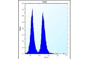 KRT3 Antibody (C-term) (ABIN656363 and ABIN2845661) flow cytometric analysis of Jurkat cells (right histogram) compared to a negative control cell (left histogram). (KRTAP13-3 anticorps  (C-Term))