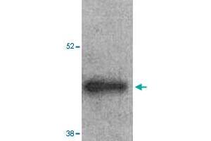Western Blot analysis of mouse left ventricle heart tissue lysate with ARRB2 polyclonal antibody  at 1:1000 dilution. (Arrestin 3 anticorps  (Internal Region))