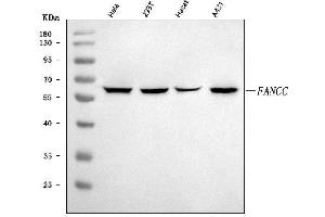 Western blot analysis of FANCC using anti-FANCC antibody (ABIN7599476).