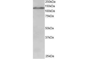 Image no. 1 for anti-Ubiquitin Specific Peptidase 11 (USP11) (AA 951-963) antibody (ABIN297833) (USP11 anticorps  (AA 951-963))