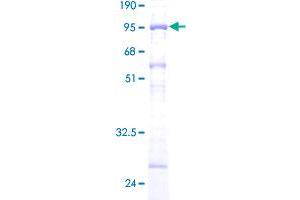 Image no. 1 for Vacuolar Protein Sorting 4 Homolog B (vps4b) (AA 1-444) protein (GST tag) (ABIN1325093)