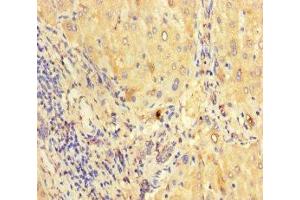 Immunohistochemistry of paraffin-embedded human liver tissue using ABIN7165170 at dilution of 1:100 (CNPY2/MSAP anticorps  (AA 22-182))