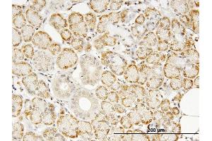 Immunoperoxidase of monoclonal antibody to TNF on formalin-fixed paraffin-embedded human salivary gland. (TNF alpha anticorps  (AA 1-233))
