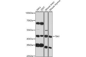 Western blot analysis of extracts of various cell lines, using TI antibody (2517) at 1:1000 dilution. (TIA1 anticorps  (AA 1-193))