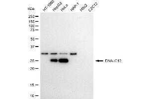 Western blotting analysis using DNAJC12 antibody (ABIN7798376). (Recombinant DNAJC12 anticorps)