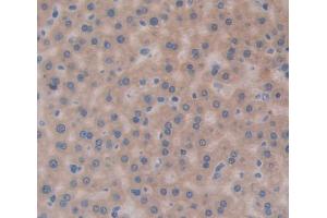 Used in DAB staining on fromalin fixed paraffin- embedded liver tissue (ERP29 anticorps  (AA 42-173))