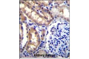 Immunohistochemistry analysis in Formalin Fixed, Paraffin Embedded Human kidney tissue stained with SH2D4A Antibody (N-term) followed by peroxidase conjugation of the secondary antibody and DAB staining. (SH2D4A anticorps  (N-Term))