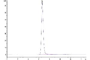 The purity of Human FOLR1 is greater than 95 % as determined by SEC-HPLC.