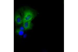 Immunofluorescence (IF) image for anti-PAS Domain Containing Serine/threonine Kinase (PASK) antibody (ABIN1500034) (PASK anticorps)