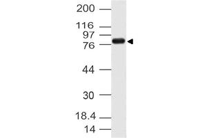 Image no. 1 for anti-Cactin, Spliceosome C Complex Subunit (CACTIN) (AA 320-521) antibody (ABIN5027066) (CACTIN anticorps  (AA 320-521))