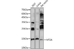 Western blot analysis of extracts of various cell lines, using MT2A Rabbit pAb (ABIN3015841, ABIN3015842, ABIN3015843 and ABIN6219186) at 1:1000 dilution. (MT2A anticorps  (AA 1-61))