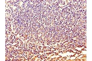 Immunohistochemistry of paraffin-embedded human tonsil tissue using ABIN7146099 at dilution of 1:100