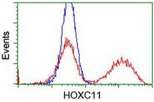 HEK293T cells transfected with either RC201475 overexpress plasmid (Red) or empty vector control plasmid (Blue) were immunostained by anti-HOXC11 antibody (ABIN2454334), and then analyzed by flow cytometry. (HOXC11 anticorps)