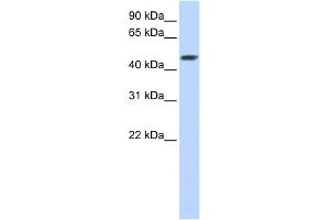WB Suggested Anti-SULT2B1 Antibody Titration:  0. (SULT2B1 anticorps  (C-Term))