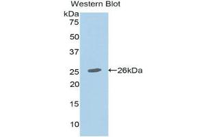 Western Blotting (WB) image for anti-Mucin 2, Oligomeric Mucus/gel-Forming (MUC2) (AA 5075-5179) antibody (ABIN1078337) (MUC2 anticorps  (AA 5075-5179))