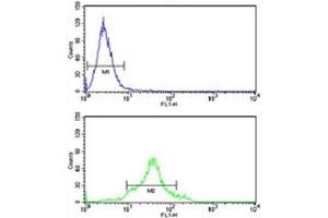 CDC20 antibody flow cytometry analysis of HeLa cells (green) compared to a negative control (blue).