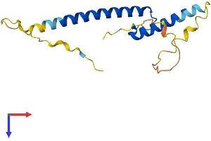 AlphaFold protein structure predicition of Human Recombinant ATOH7 Protein, UniprotID Q8N100