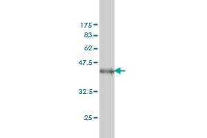 Western Blot detection against Immunogen (38.
